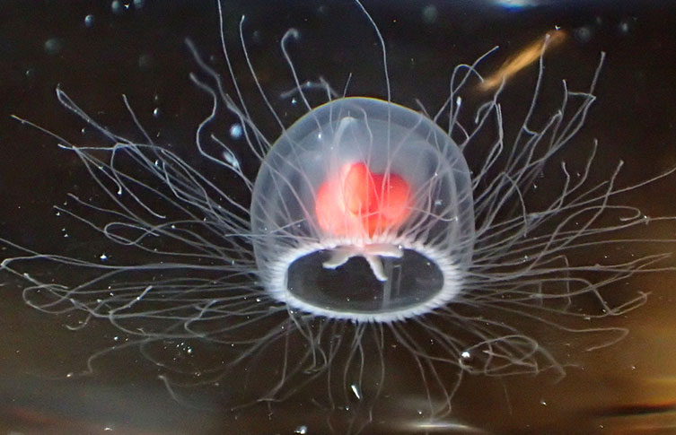 The immortal jellyfish facts-Turritopsis dohrnii in the water